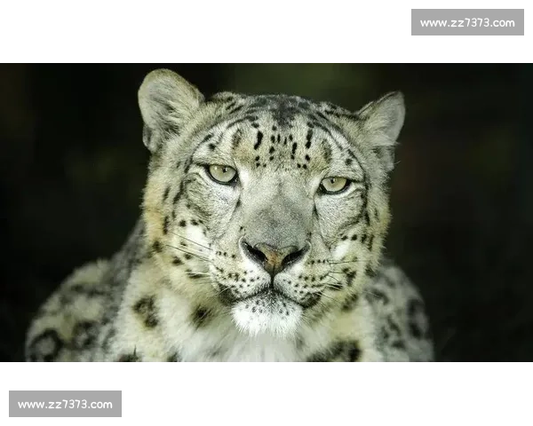 美洲狮与雪豹巅峰对决力量速度生存智慧的野性王者之争终极较量